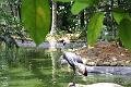 090410IMG_sk_0758birdparadise (24)